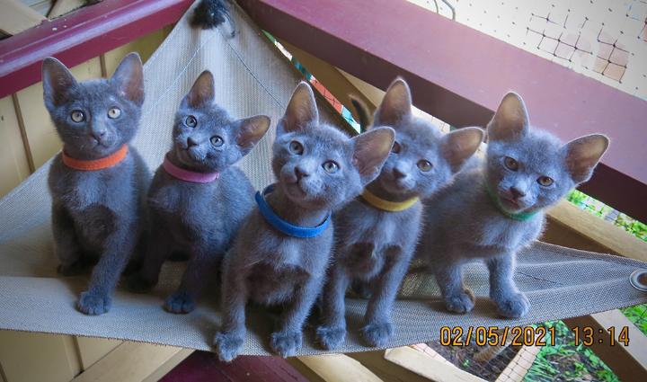 Kittens at 8 weeks